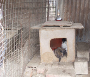 2-11-2011 η δίκη των παράνομων εκτροφέων για το κολαστήριο ζώων στο Νεοχώρι Σερρών